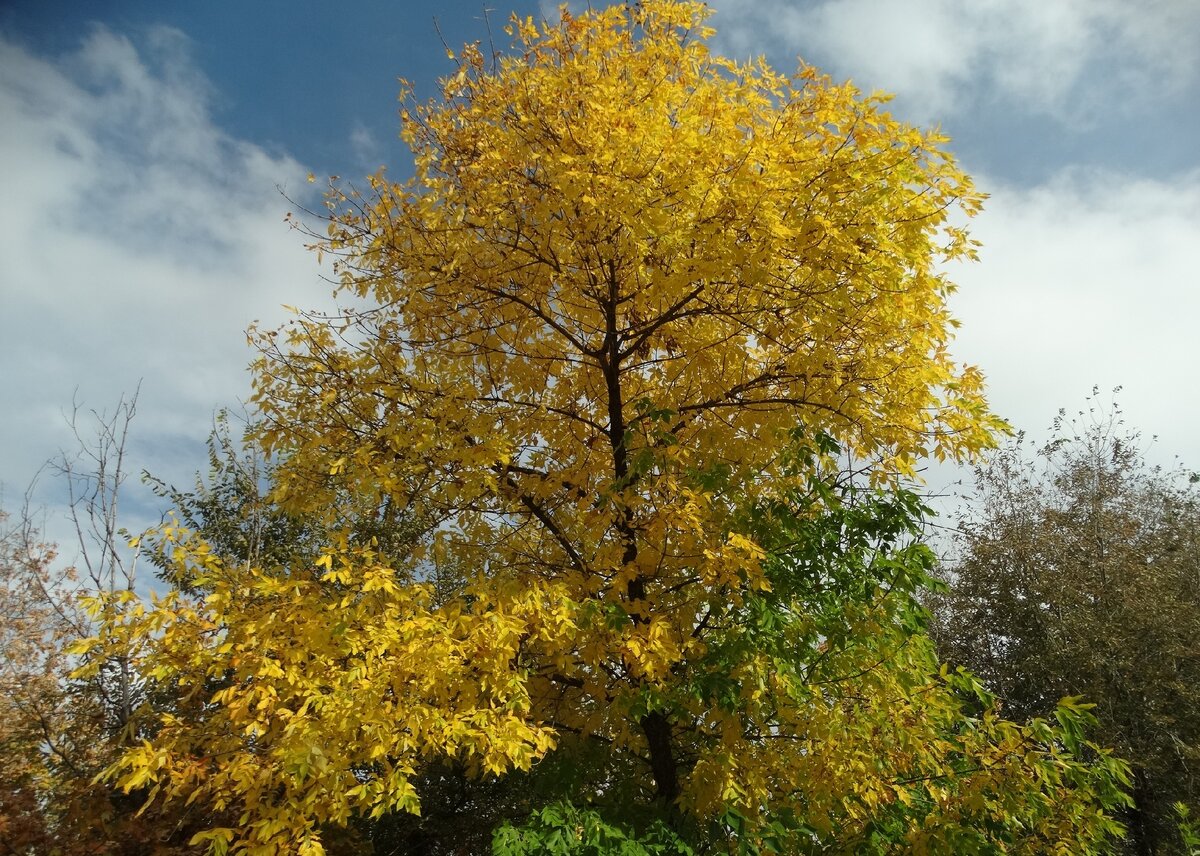 Осенняя сказка фото природы. Спишите разберите предложения по членам укажите. Деревья постепенно облетают 5 класс русский. Деревья постепенно облетают 5 класс русский. Деревья постепенно облетают 5 класс русский.