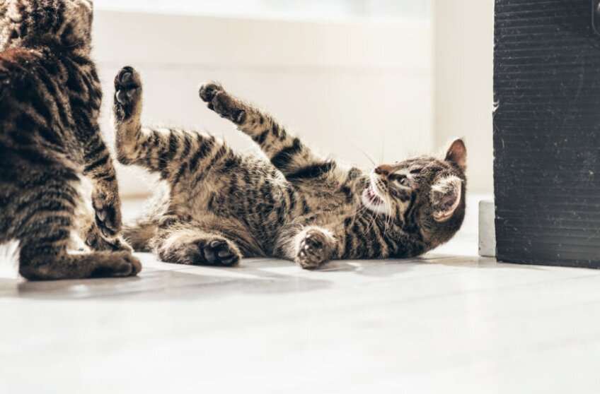 фото: Shutterstock