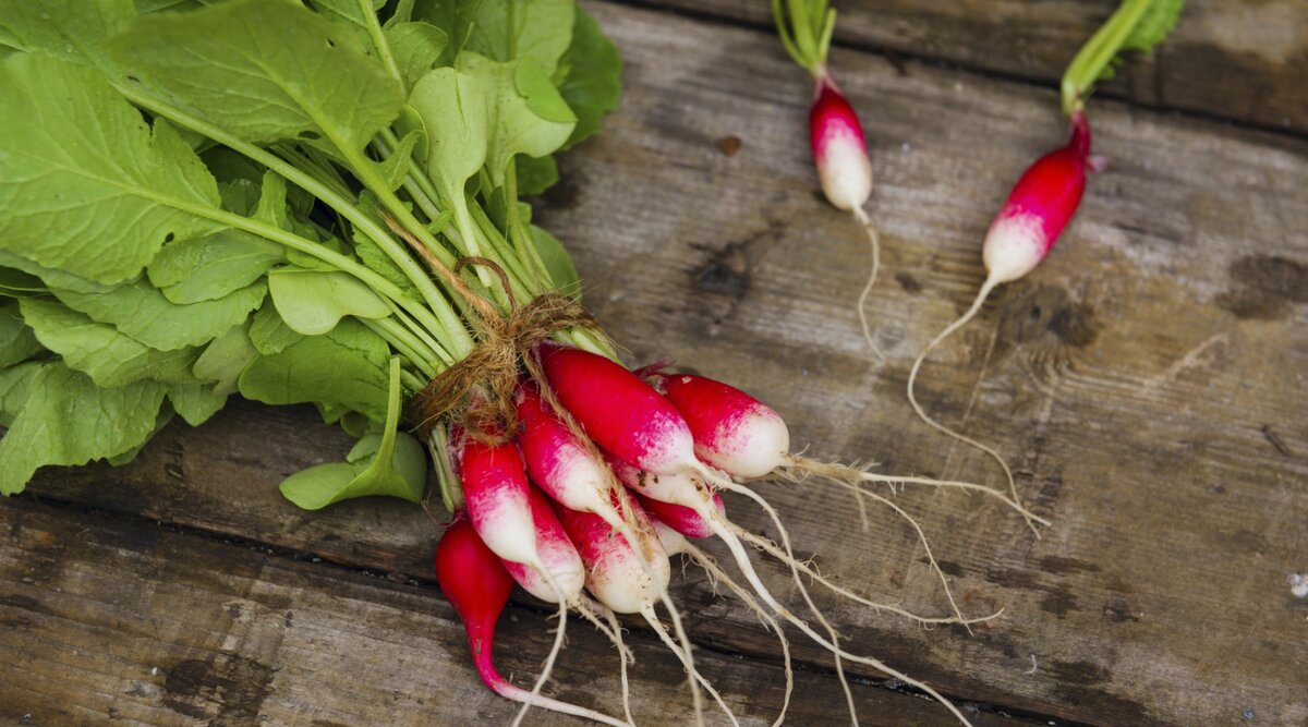 Фото с сайта Яндекс картинки.