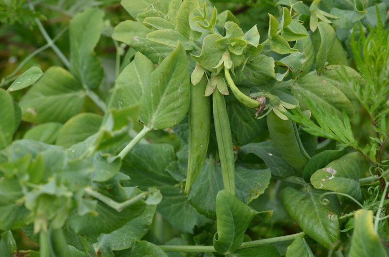 Сажала горох, а наследующий сезон посадила на это место клубнику. 