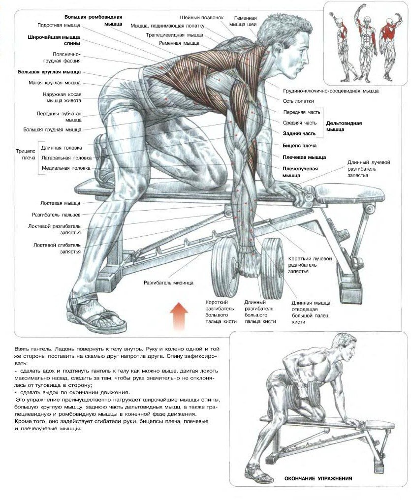 Переверну спины. Упражнения для широкой спины. Тренировка спина бицепс. Тяга гантелей к груди. Как накачать широчайшие мышцы.