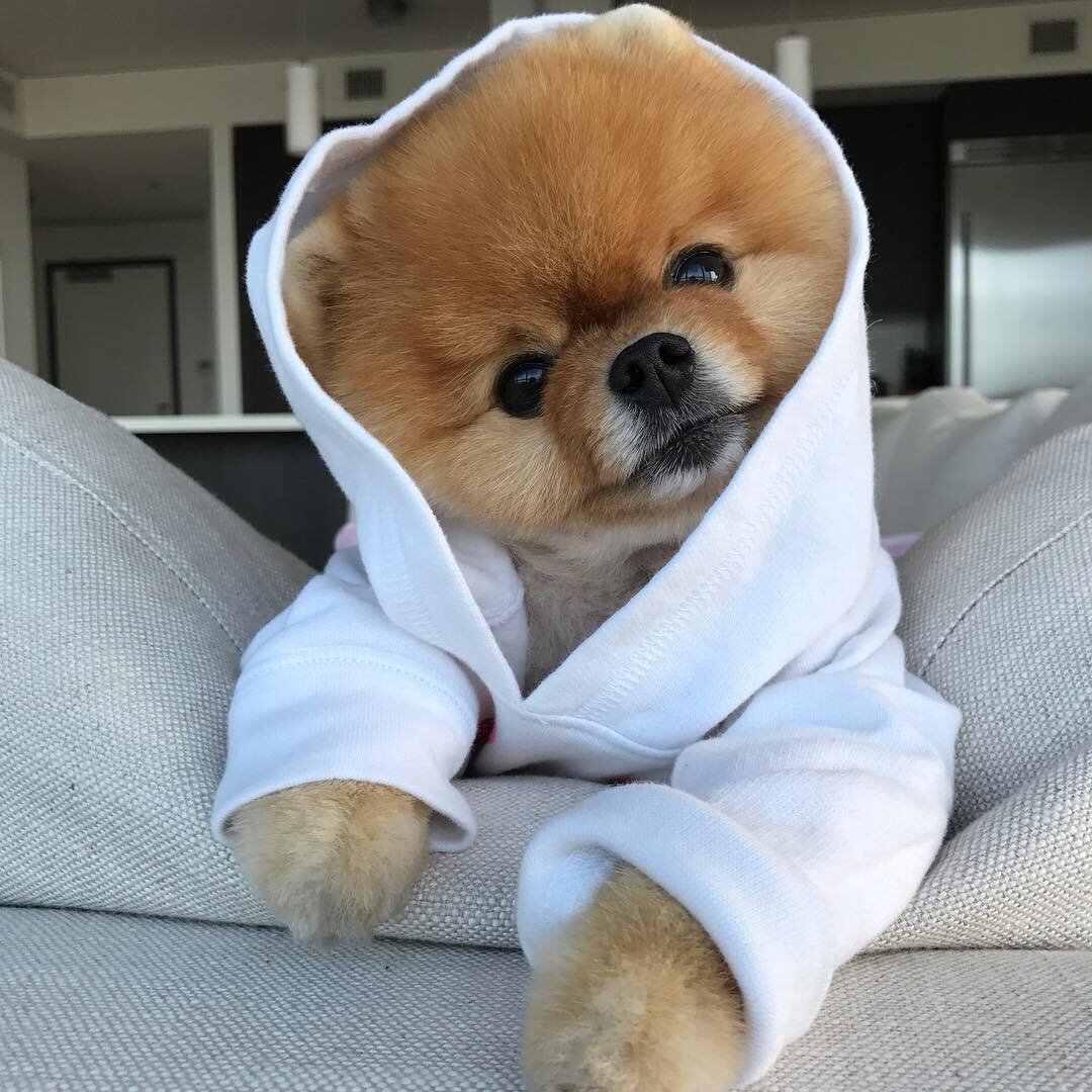https://www.instagram.com/jiffpom/