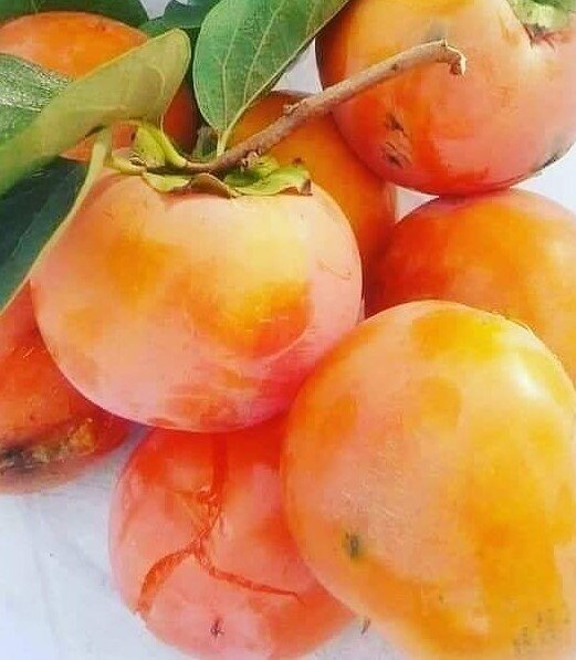 Спелость плода. Открытые источники.