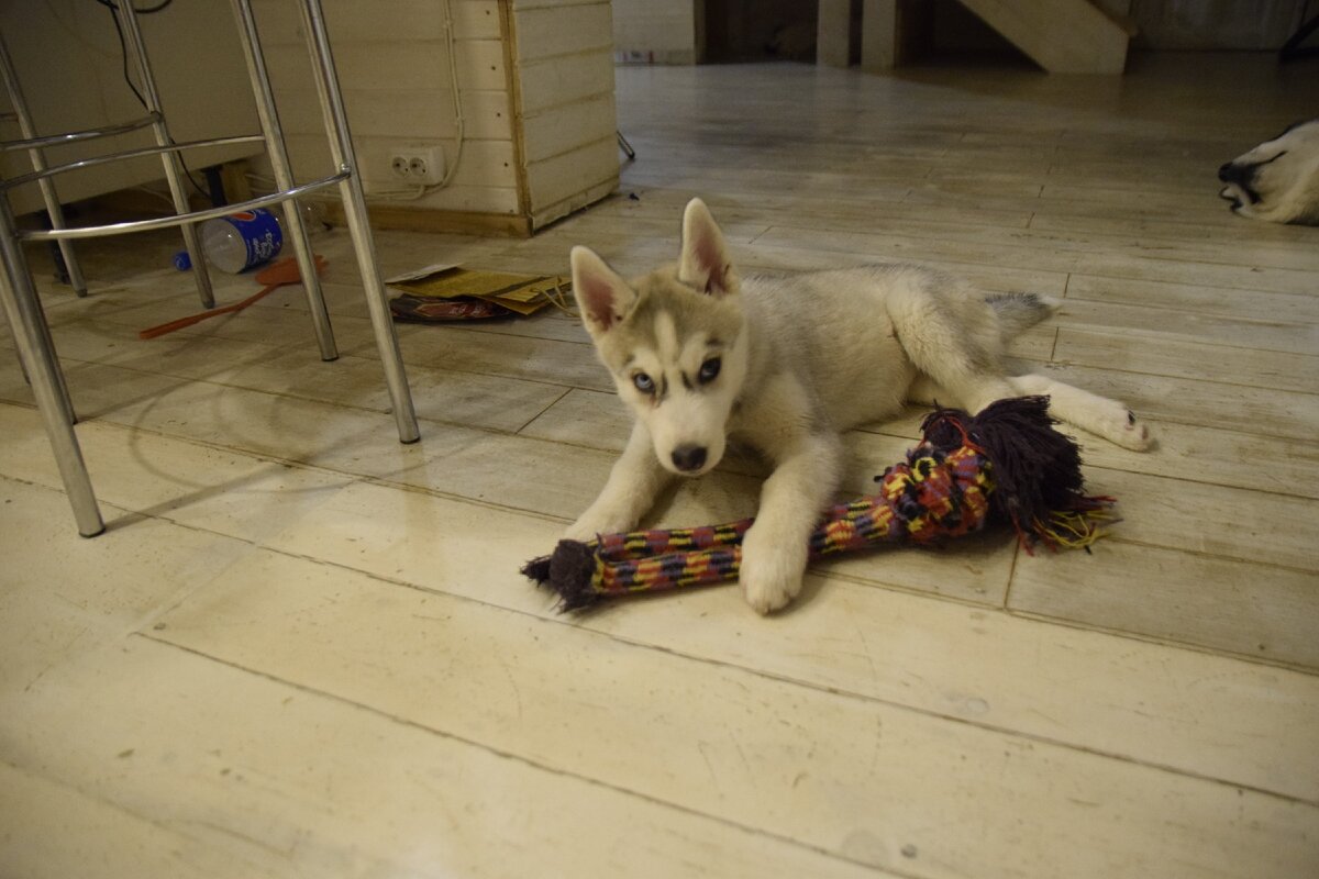 мало просто дать щенку или собаке игрушку чтобы он отстал.