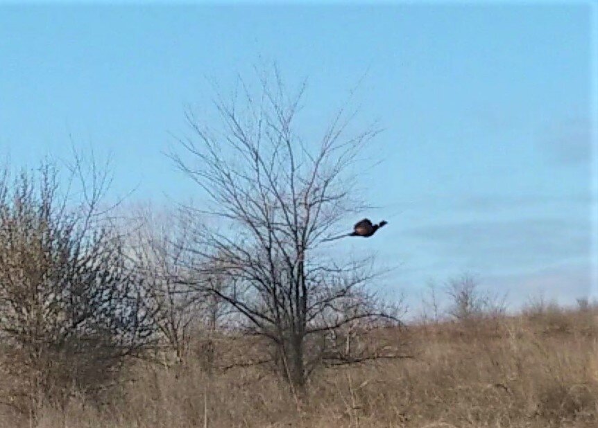 Это на поле взлетает фазан, которого Кейси подняла