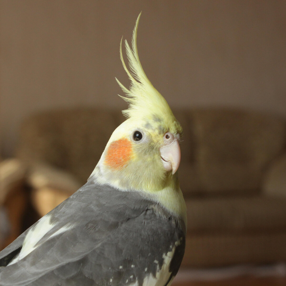 Она же в 9 месяцев. У неё самый шикарный, самый длинный хохолок в нашей стайке. Фото автора.