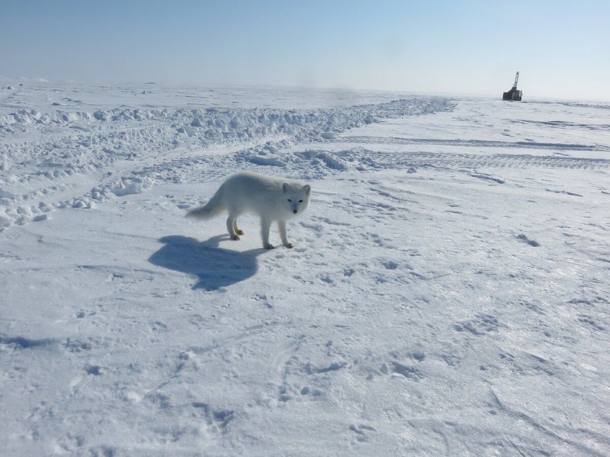 Прогулка песца.