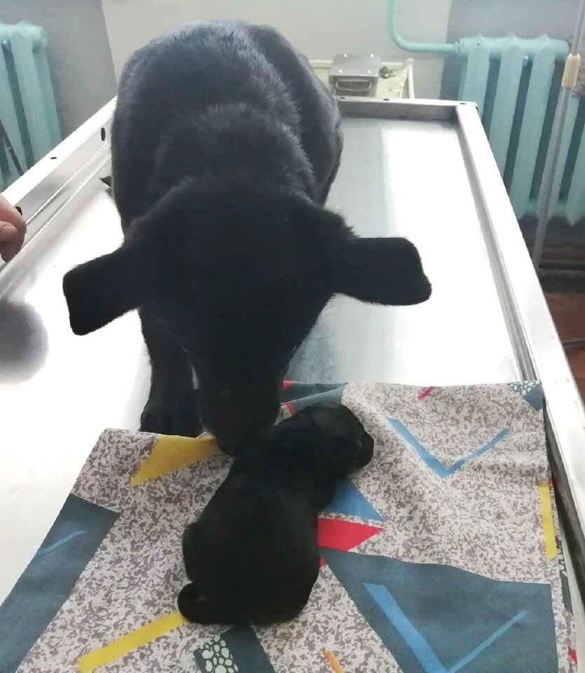 Джесси с Масей в клинике. Масяне всего 3 дня от роду