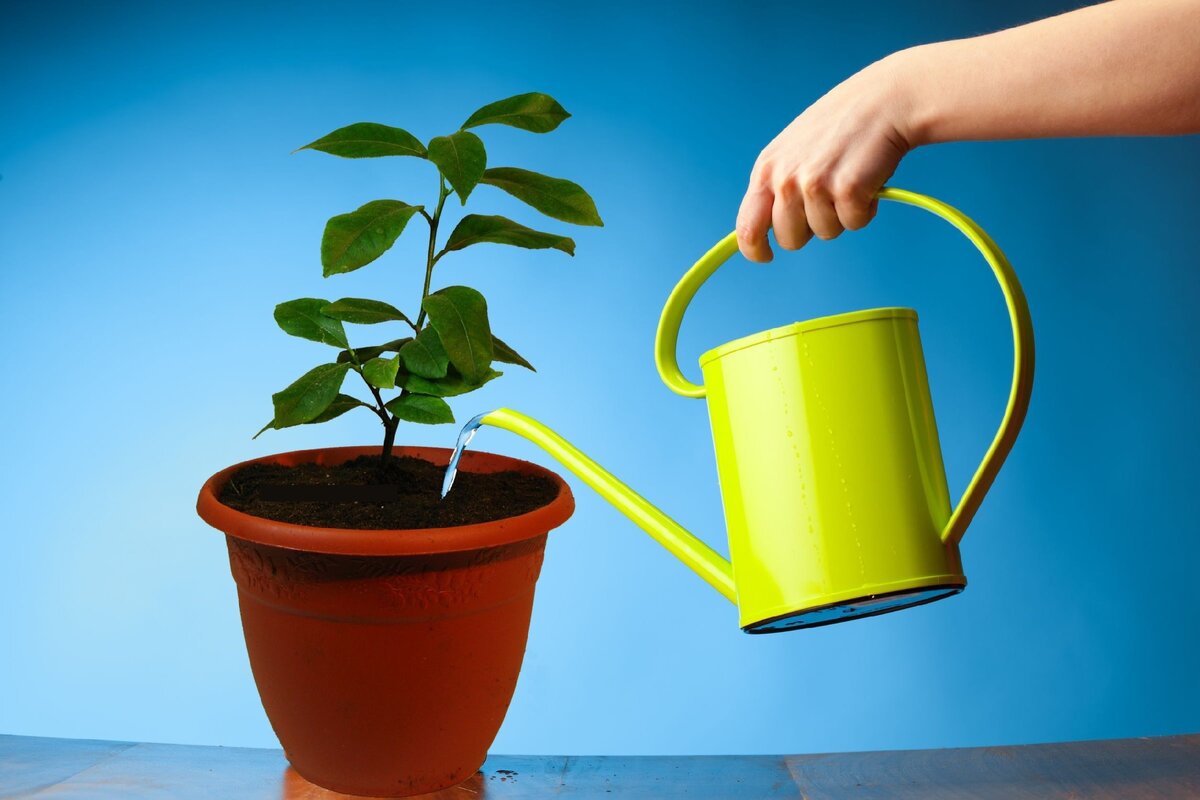 Картинка взята из интернета