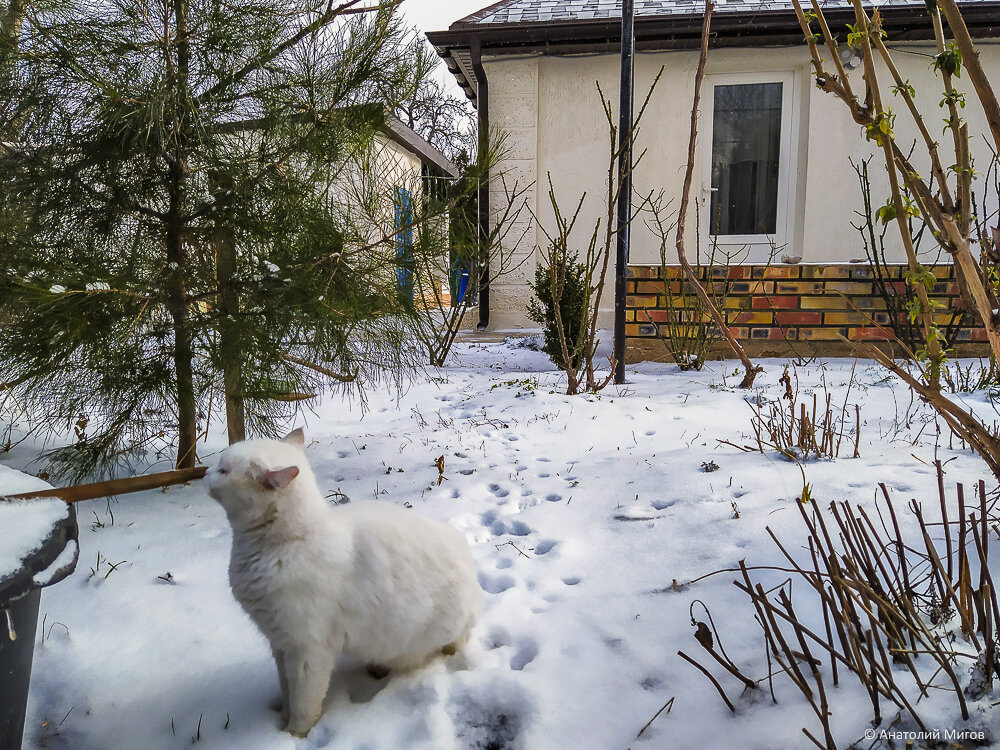 После злой крымской зимы. Наш сад: было-стало