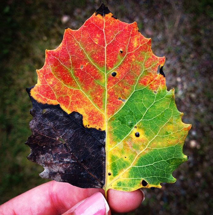 От чего изменяется окраска листьев. Необычные листья деревьев. Осенняя окраска листьев. Редкие листья. Редкие листья деревьев.