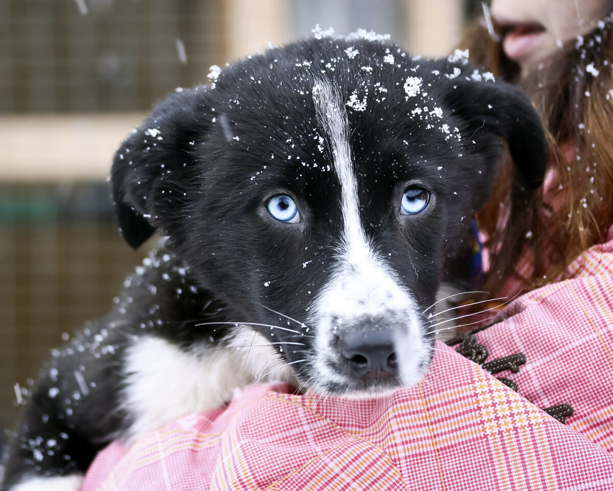 Мелисса, внучка хаски.