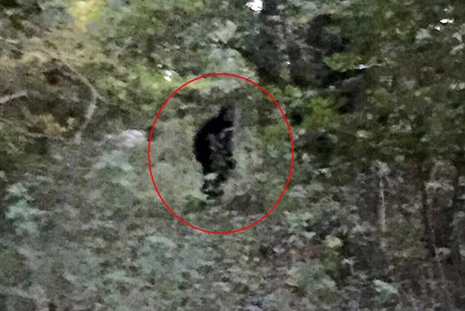 На данной фотографии, всё чётко видно. Рост существа наверное чуть ниже среднего роста мужчины.