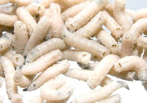 Существует огромное количество популярной наживки для рыбалки. Каждый вид имеет свои преимущества и недостатки. Но одним из самых лучших типов наживки является личинка мухи – опарыш. Данная наживка для рыбалки подойдет для обитателей пресных водоемов. Многие начинающие рыбаки уже научились выращивать опарышей в домашних условиях. Но важно не только их развести, но и сохранить. И о том, как хранить опарыша для рыбалки, будет рассказано в этой статье.