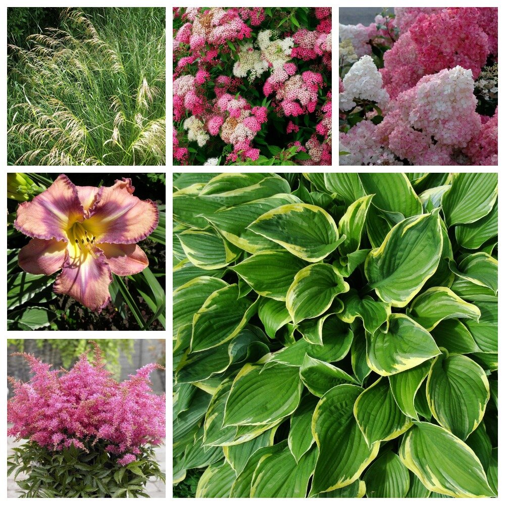 Щучка дернистая, спирея Широбана, гортензия метельчатая, лилейник, астильба и хоста Ауреамаргината