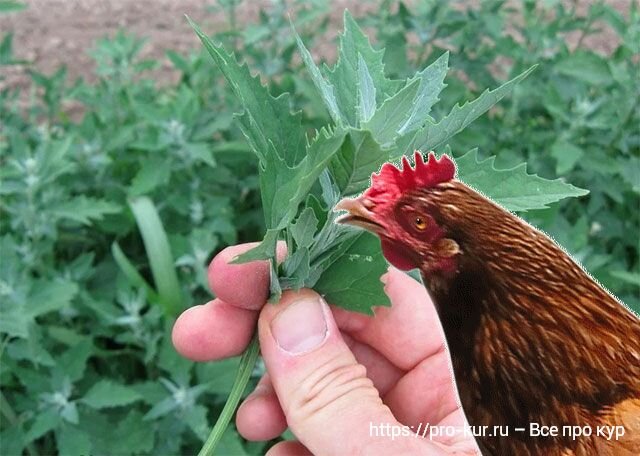 Можно курам лебеду. Трава для курей. Трава для кур несушек. Лебеда для кур несушек. Сорняки для кур несушек.