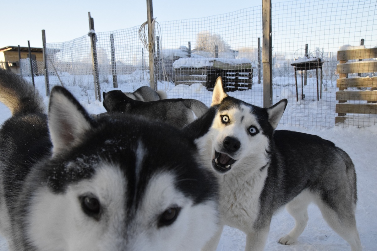Коба лидер в нашей стае собак, но это относится только к собакам, он не разу не оспорил  мои права на принятие решений. 
