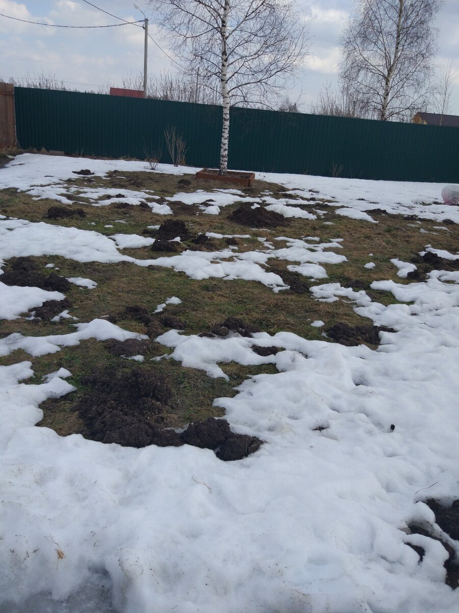 лужайка в начале весны 