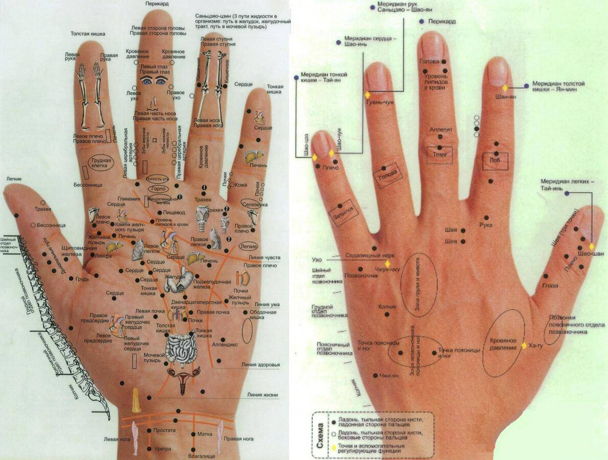 Диагностика по аккупунктурным точкам руки аппаратом «Тиенс-Лайф» | Татьяна  | Дзен
