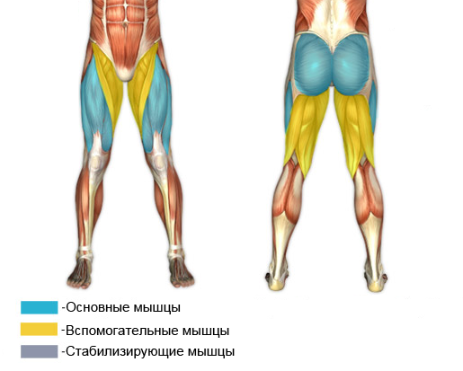 Квадрицепс анатомия бодибилдинг