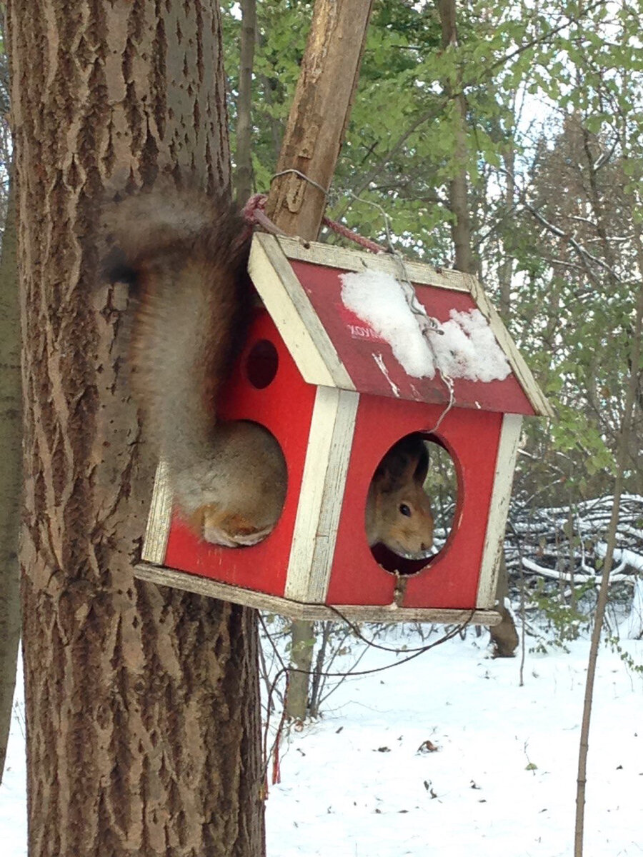 Белка сидит в кормушке