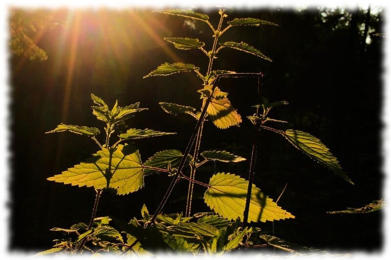 Изображение с сайта https://naychnoe-pitanie.ru/wp-content/uploads/2020/04/krapiva.jpg