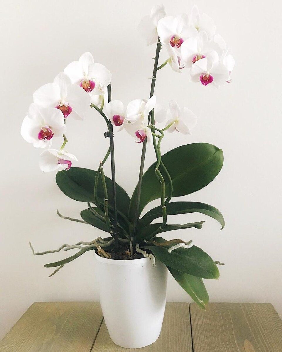 Моя домашняя красотка