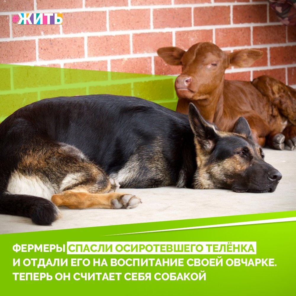 Маленького телёночка, оставшегося без родителей, взяла к себе пожилая пара. Бычка назвали Бадди, но опеку над ним взяли на себя не люди, а их двух с половиной летняя немецкая овчарка по кличке Бада. На тот момент она как раз родила 11 щенят, и Бадди стал её полноправным ребёнком №12😻

Малыш виляет хвостом, играет в догонялки с щенками и обнимается с ними во сне - как полноправный член их семьи. Таким образом подтверждается давняя теория о том, что не только люди считают собак невероятными существами. Другие животные тоже это признают. Спросите у Бадди, и он утвердительно тявкнет в ответ!😄

#жить #проектжить #животные #дружба