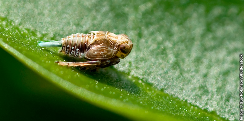 Личинка прыгучей цикадки (Issus coleoptratus)