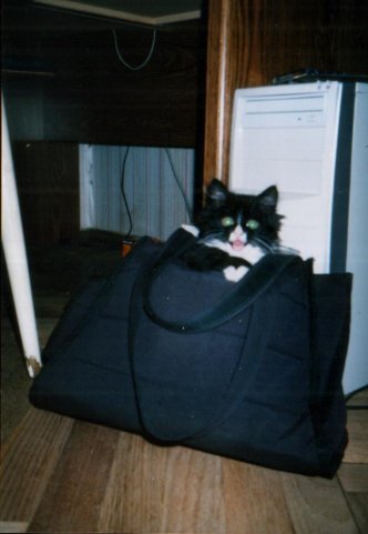 Наше сумчатое животное)