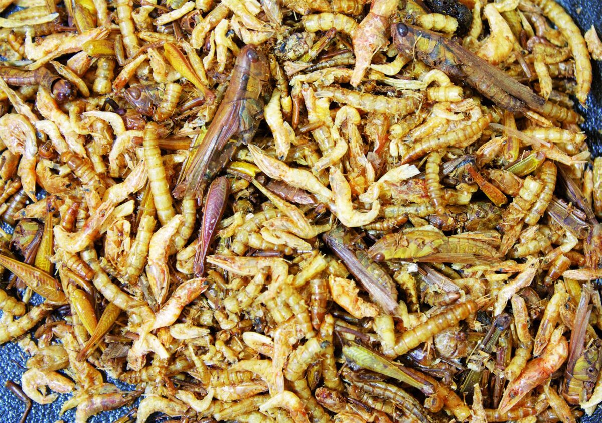 сушеные личинки шелкопряда. личинка сухи. сушеные личинки. сушеные личинки. личинка сухи.