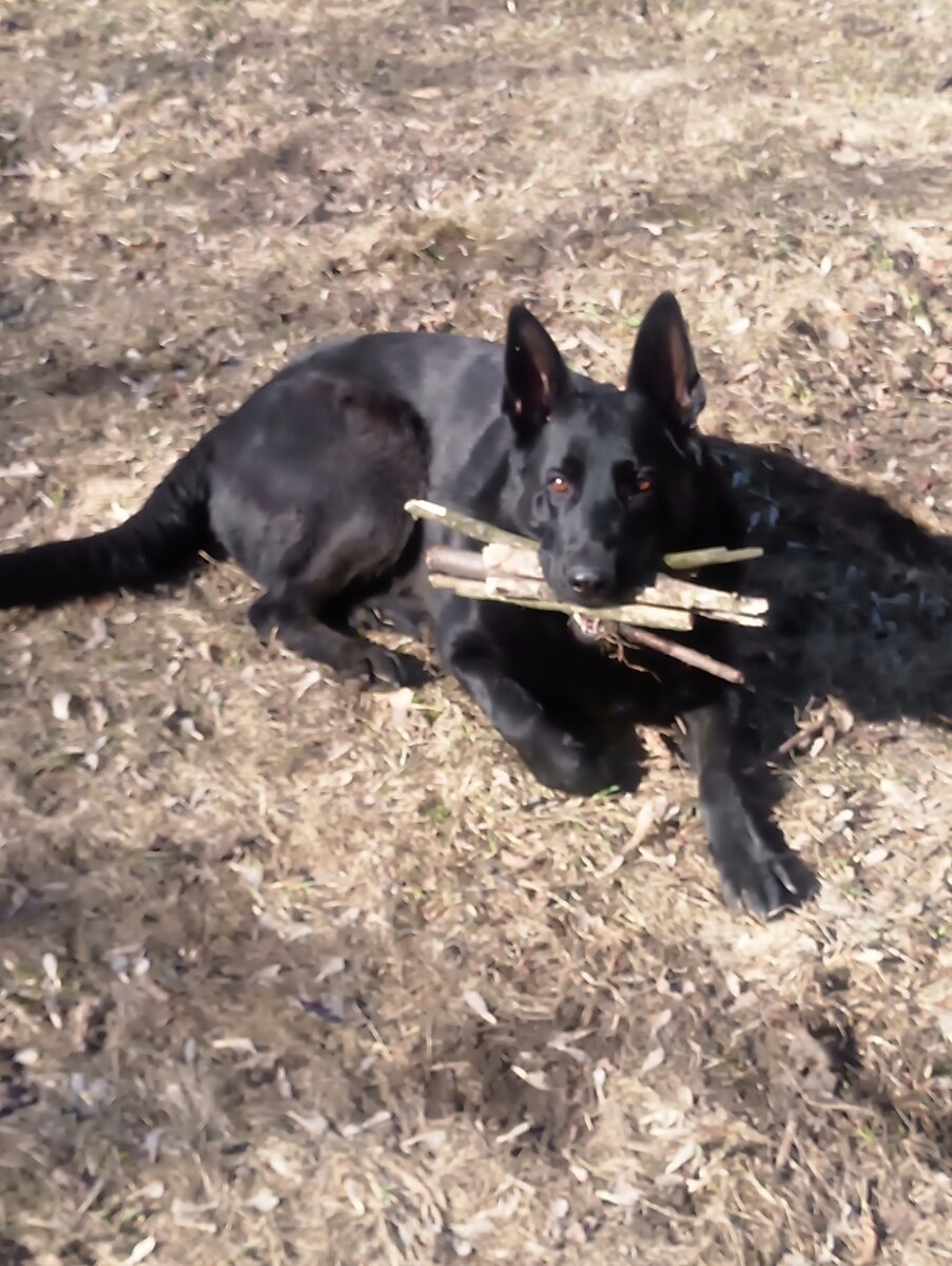 Дров только соберем и пойдем печку топить. 