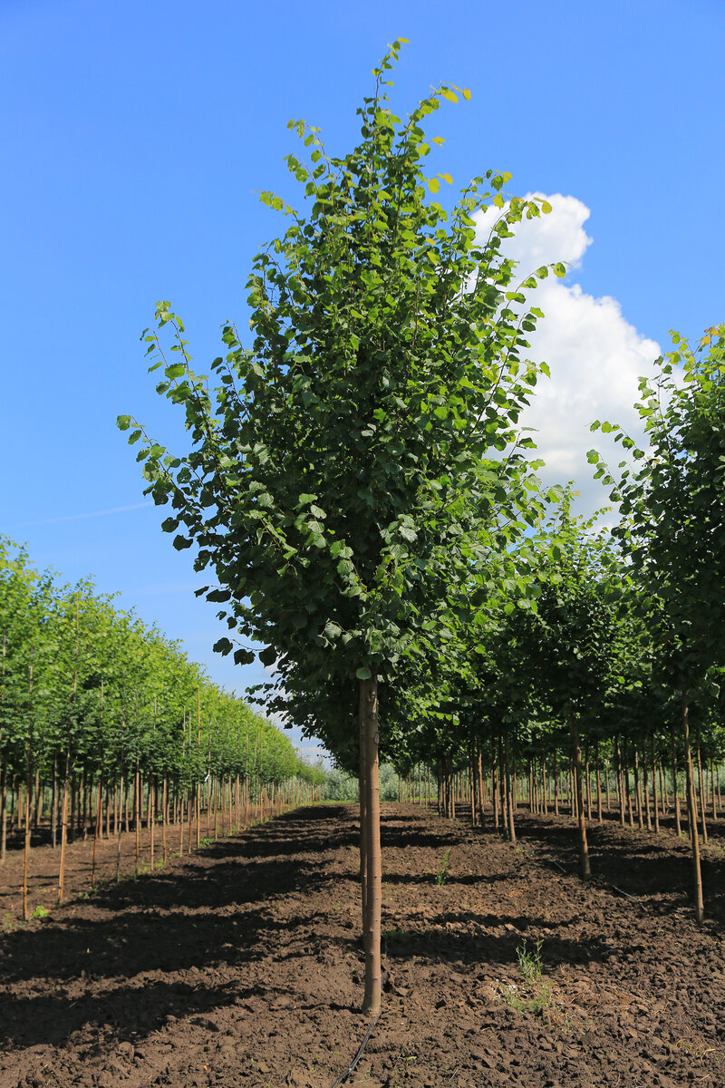 Липа европейская «Паллида» Tilia x europaea 'Pallida'