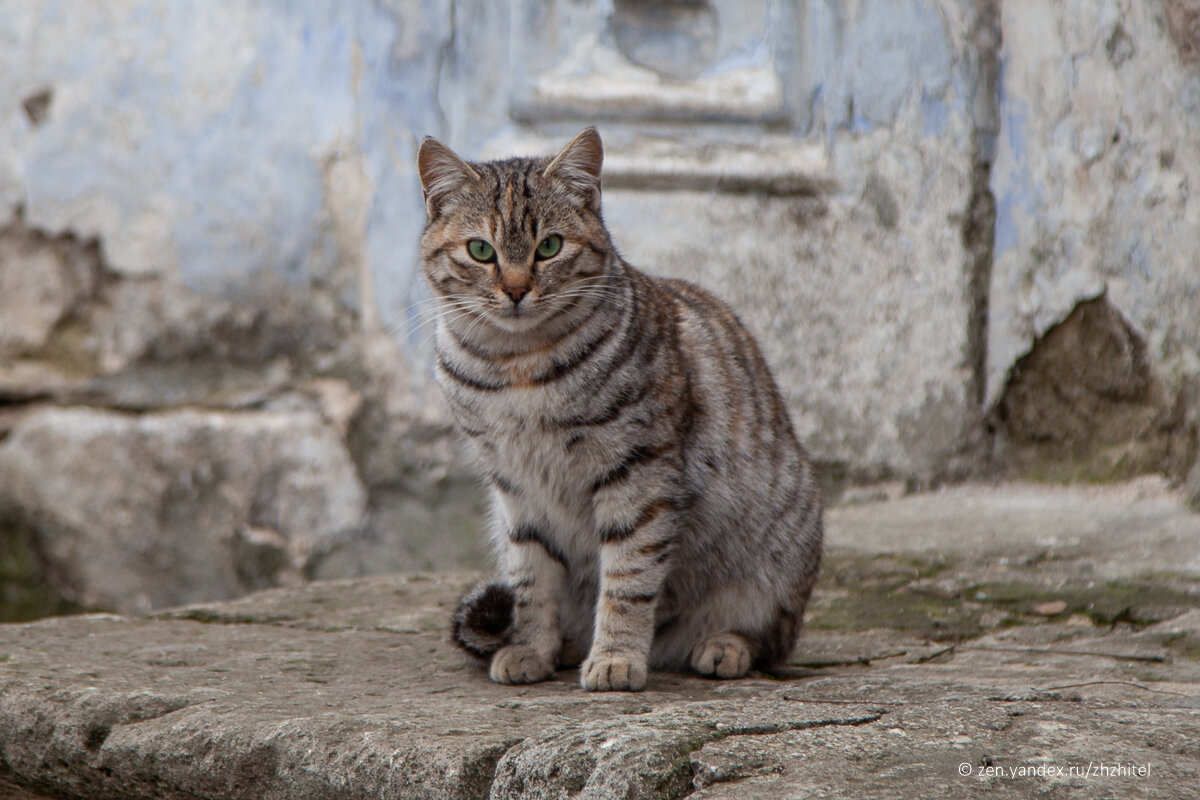 Коты в частном секторе