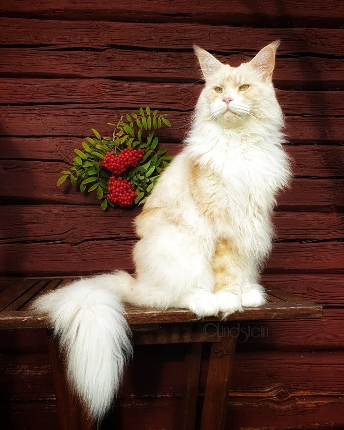 https://www.instagram.com/lotus_the_mainecoon/?hl=ru