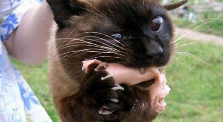 Фотоматериал: cont.ws twitter.com theworldnews.net