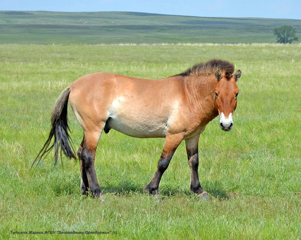 Пржевальский лошадь Пржевальского. Лошадь Пржевальского Equus przewalskii. Лошадь Пржевальского Оренбург. Лошади Пржевальского Оренбургский заповедник. Почему лошадь пржевальского