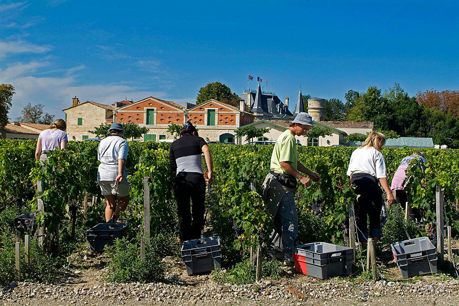 Европейские страны предлагают тем, кто потерял работу, подрабатывать в аграрном секторе. В этому году поток трудовых мигрантов не ожидается.
Фото: Andia/Getty Images