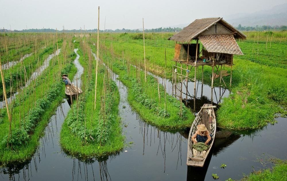 Плавучие сады кашмира индия. Грядка на воде. Грядка на воде. Поливы для сада и огорода. Грядка на воде.