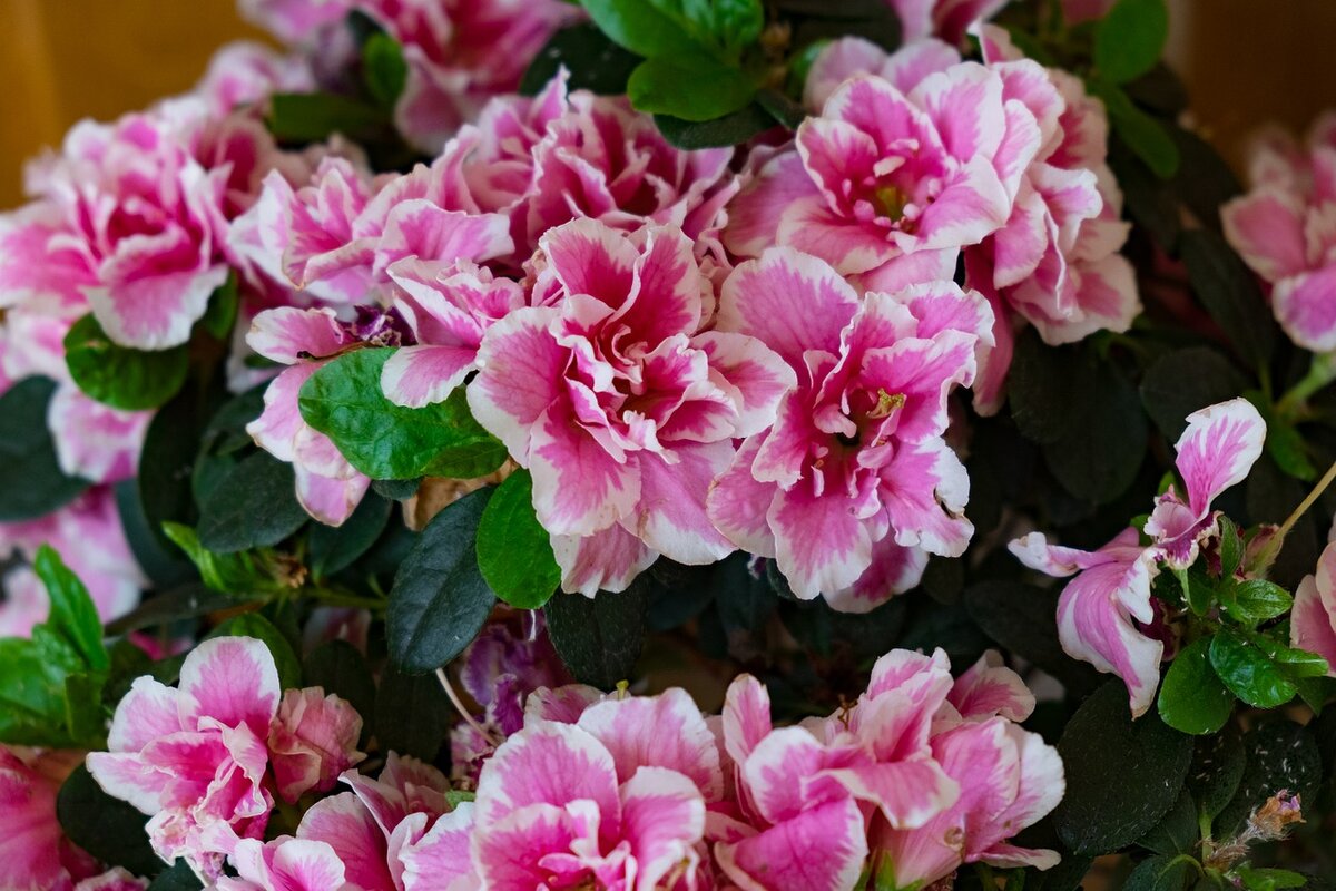 Фото pixabay.com