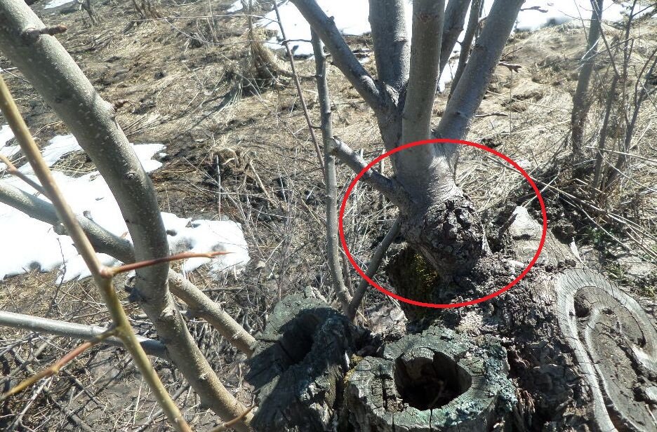 привой сделанный на  пне старой груши( на молодом побеге)  уже плодоносит. сорт " северянка)