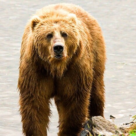 Медведь для нас - обыденность