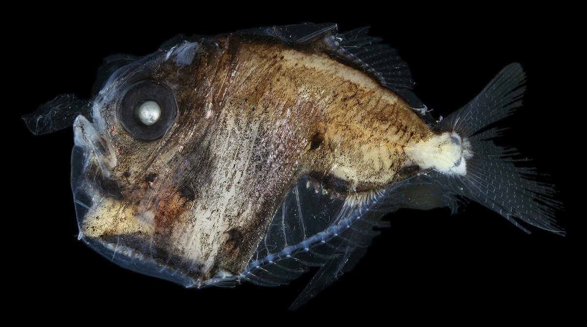 Жители глубины. Глубоководная рыба Marine Hatchetfish. Рыба удильщик самец. Рыба топорик Марианская впадина. Рыба удильщик Марианская впадина.