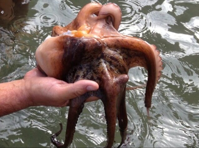 Хорватская хобатница