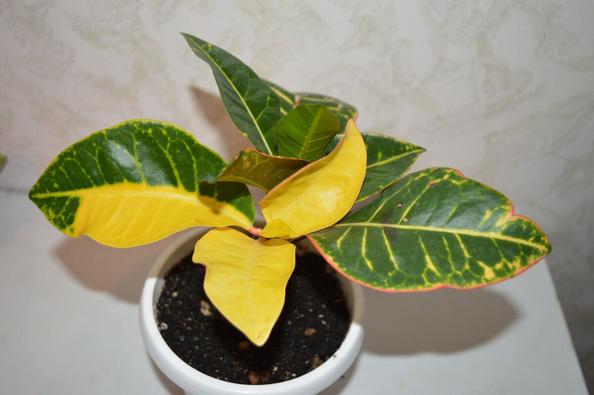 юный кротон