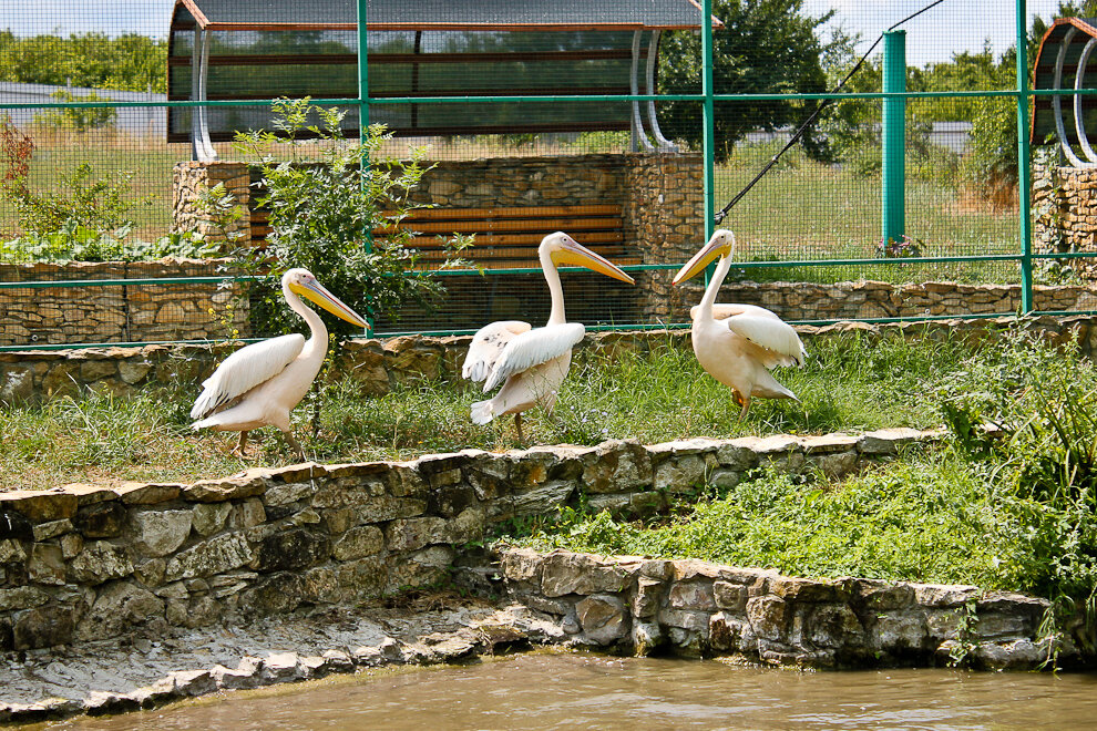 парк живой природы додо в анапе. натухаевский парк живой природы додо. парк живой природы додо в анапе. натухаевский парк живой природы додо. зоопарк додо в анапе.