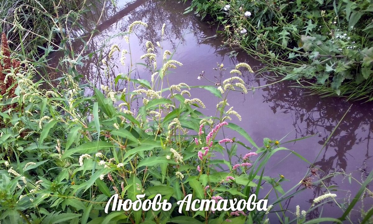 Всё что находится по берегам нашего потока, мы пригласили сами. Поэтому если буйствуют сорняки, то нужно посмотреть, для чего они нужны в нашей жизни. 