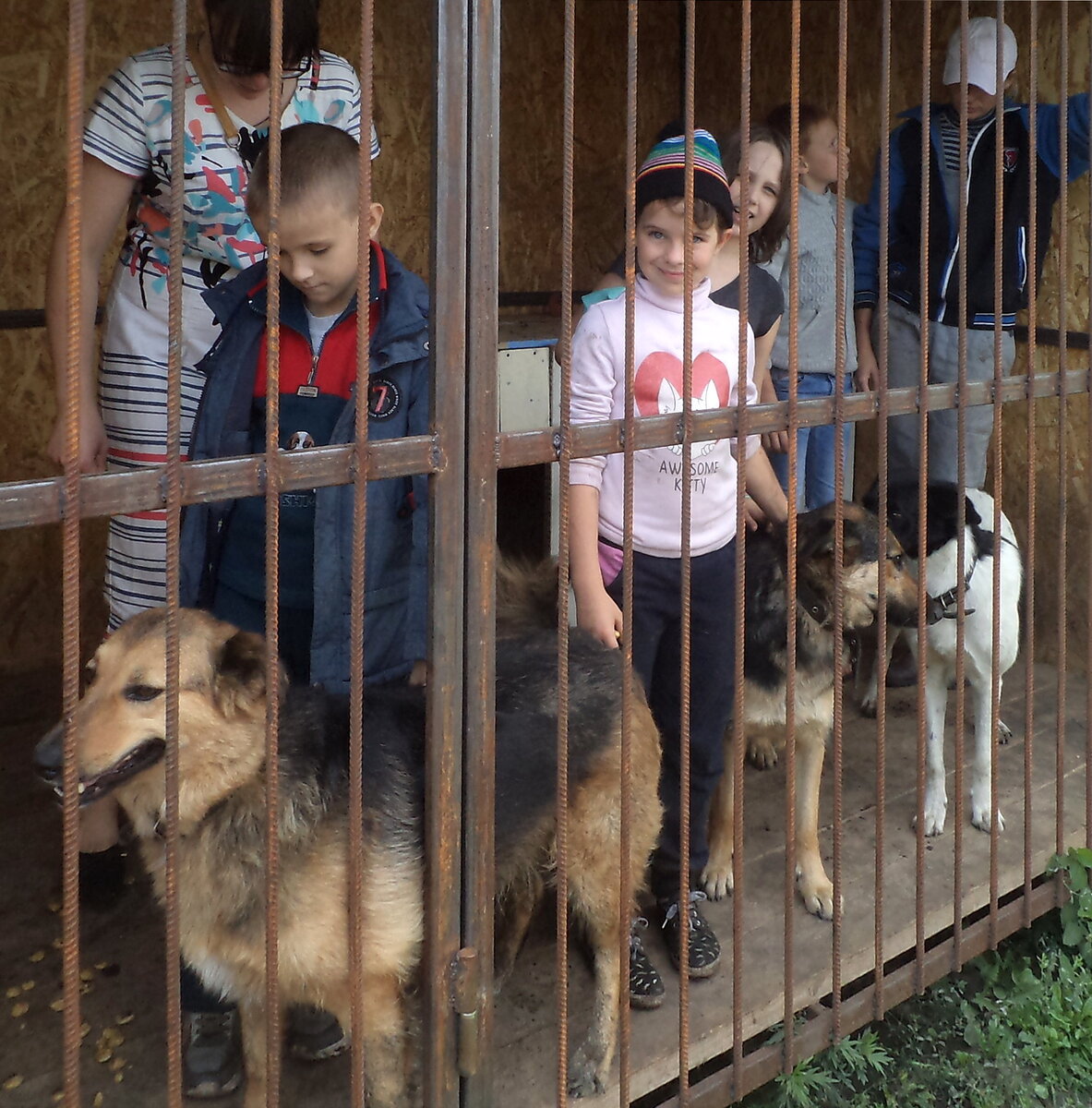 В гостях у четвероногих друзей. Здесь и далее в галерее фото для публикации любезно предоставлены Галиной Шлыковой и приютом "Право Жить"