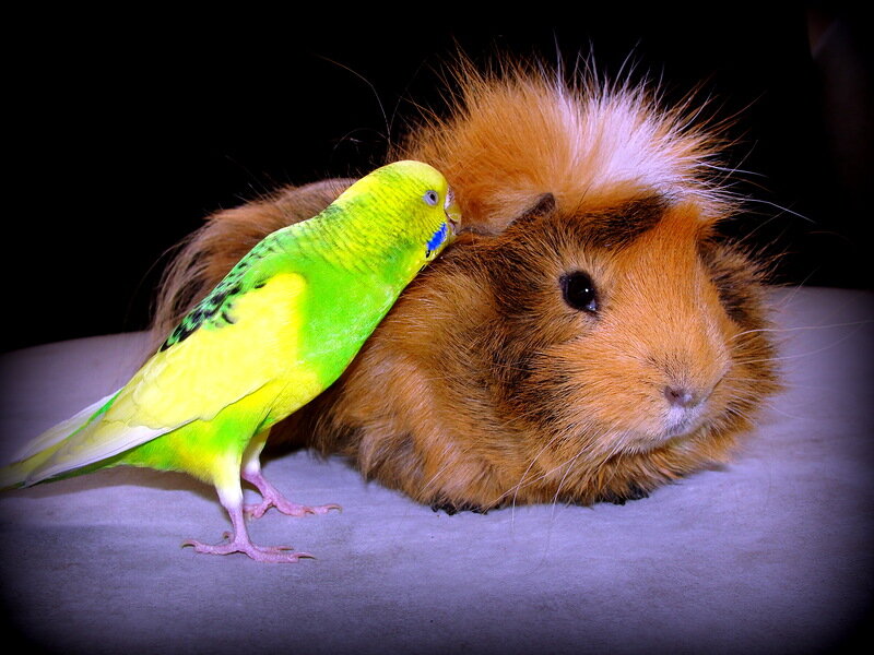 Удивительные факты о морских свинках