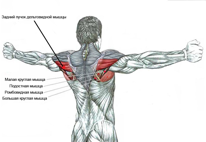 Отведение руки какие мышцы. Задняя Дельта плеча. Мышцы плеча задняя Дельта. Упражнения для мышц спины и задних дельт. Задний пучок дельтовидной мышцы
